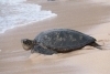 thumbs_image-7