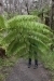 thumbs_image-2